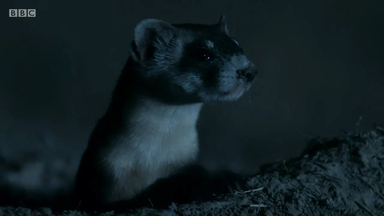 Black-footed ferret (Mustela nigripes) as shown in The Mating Game - Against All Odds